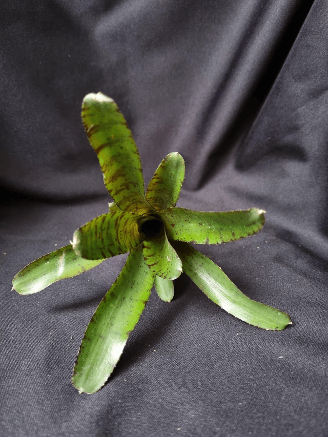 Neoregelia amullacea tigrina