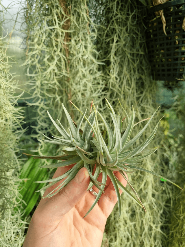Tillandsia recurvifolia