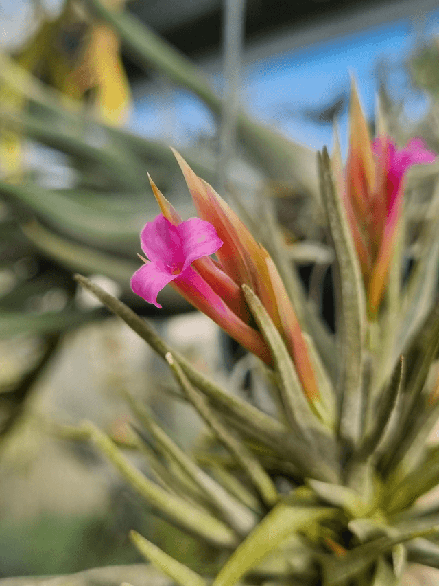 Tillandsia argentina