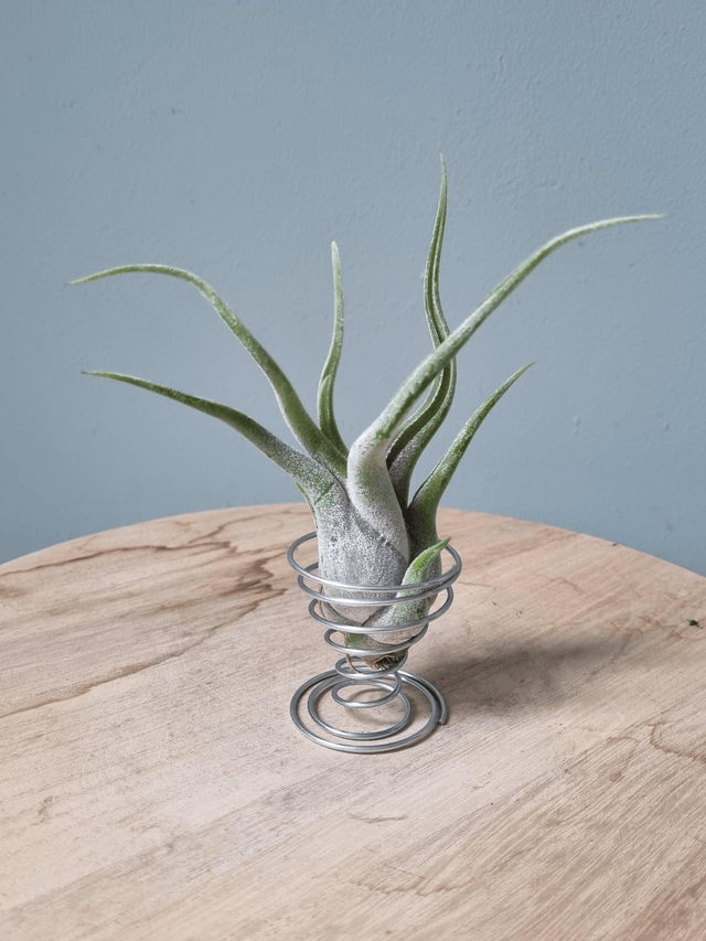 Support Tillandsia Spirale