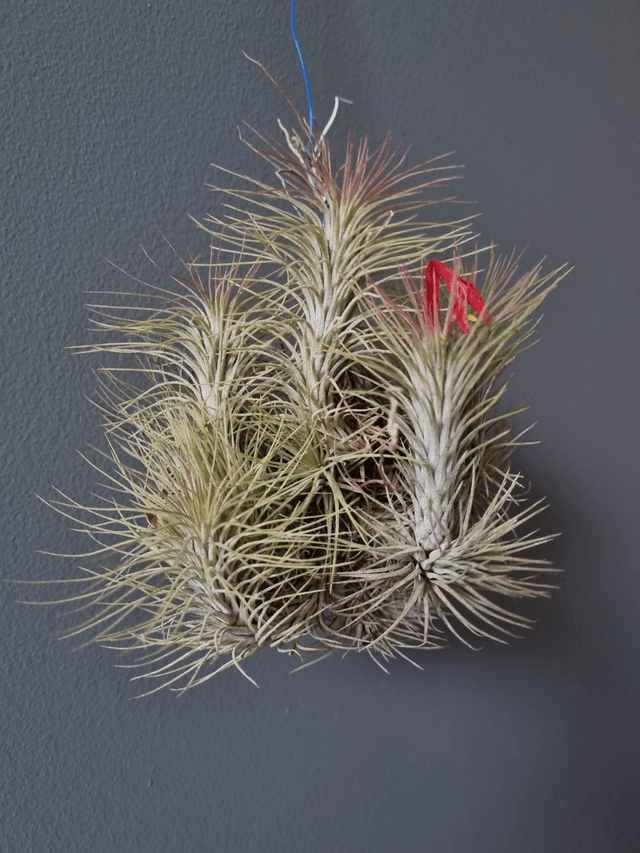 Tillandsia funckiana touffe
