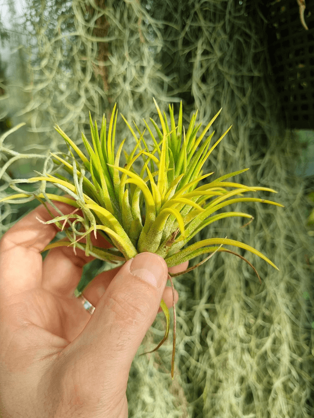 Tillandsia ionantha Druid