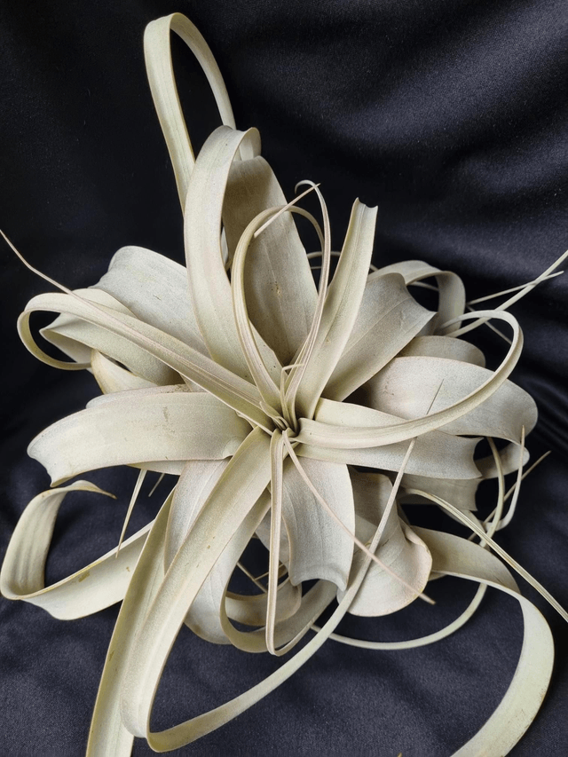 Tillandsia xerographica L
