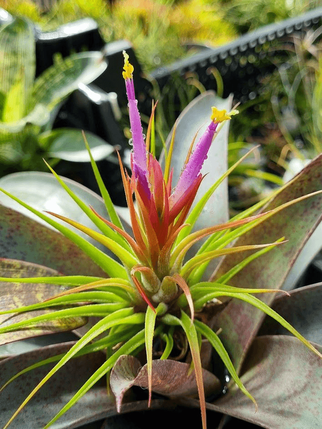 Tillandsia kolbii (scaposa)