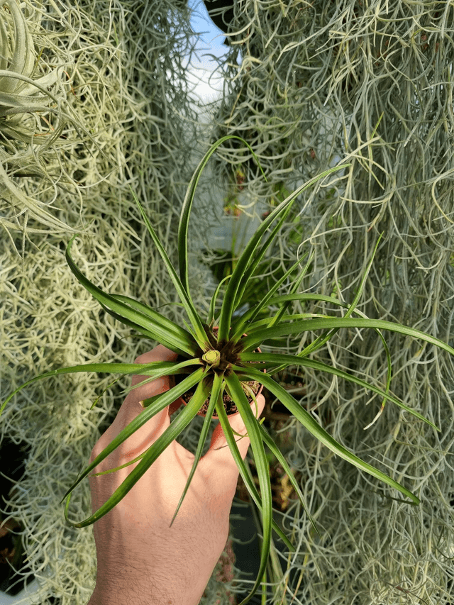 Wallisia (Tillandsia) cyanea