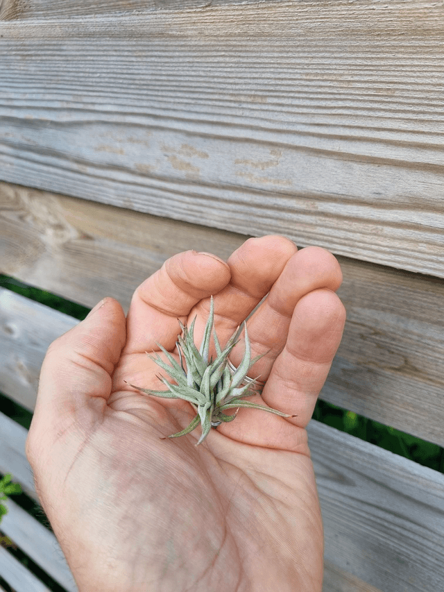 Tillandsia funebris