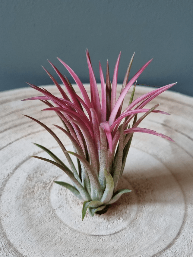 Tillandsia ionantha