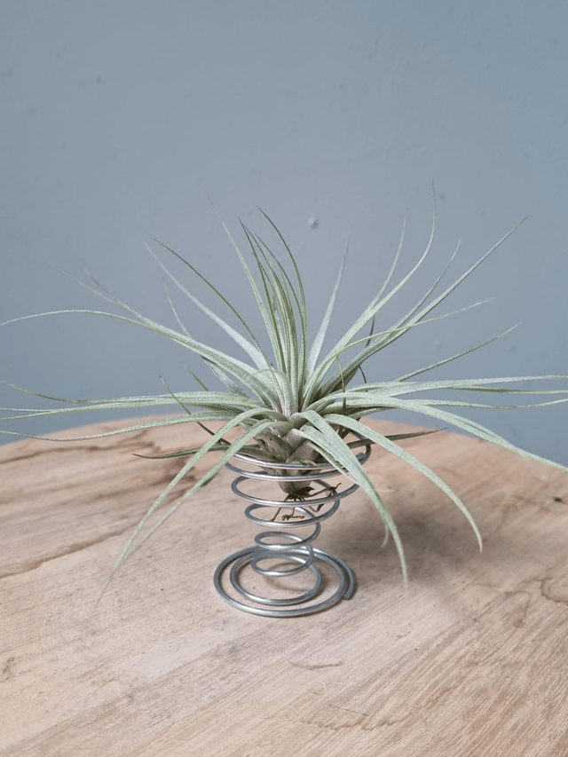 Support Tillandsia Spirale