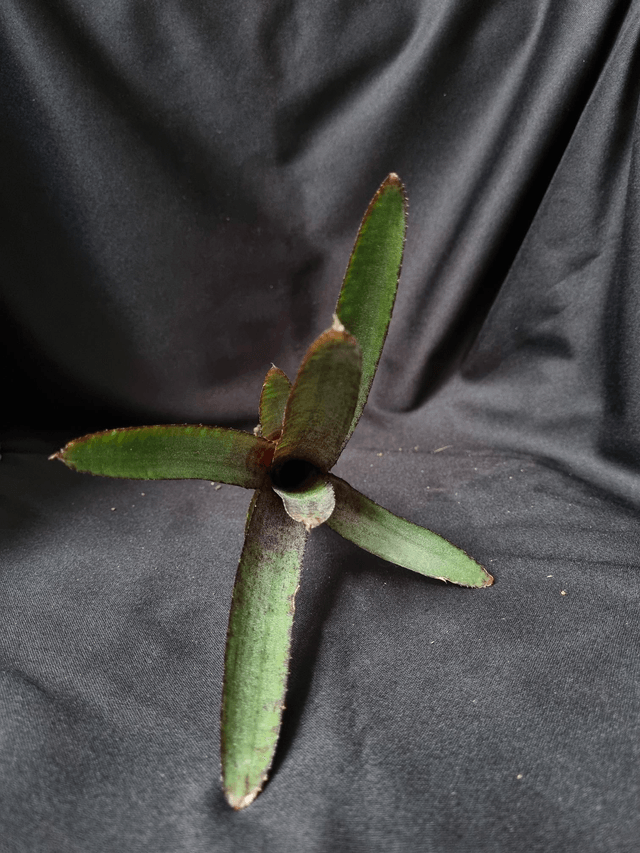 Neoregelia ampullacea purpurea 