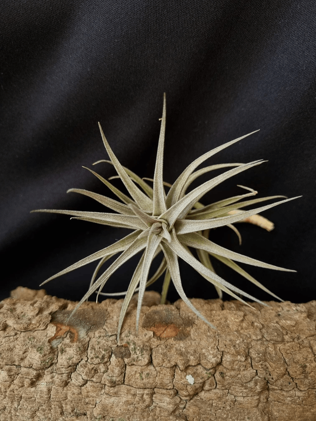 Tillandsia bergeri Grisea