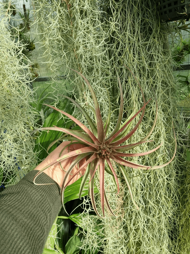 Tillandsia Eric Knobloch XL(streptophylla x brachycaulos) XL 