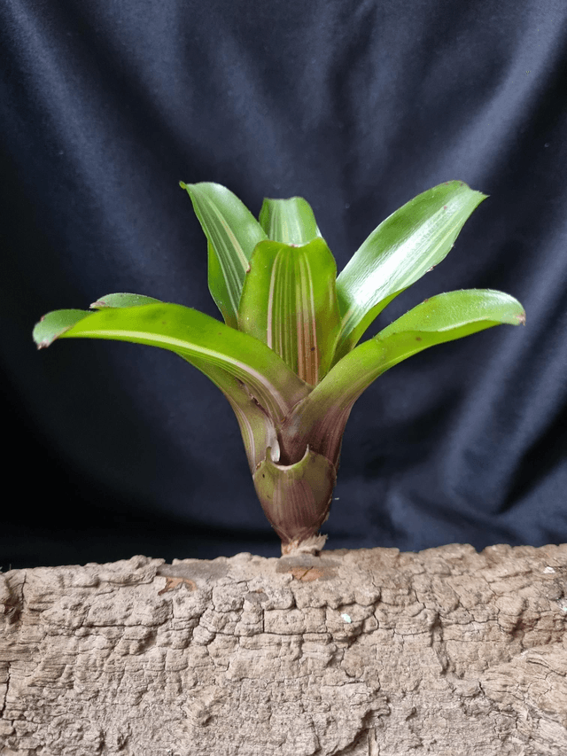 Neoregelia Iris