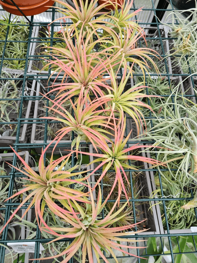 Tillandsia Victoria Red Splendor