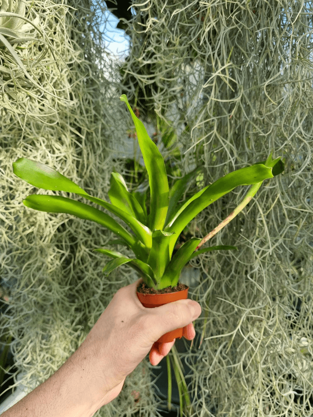 Neoregelia Fireball vert