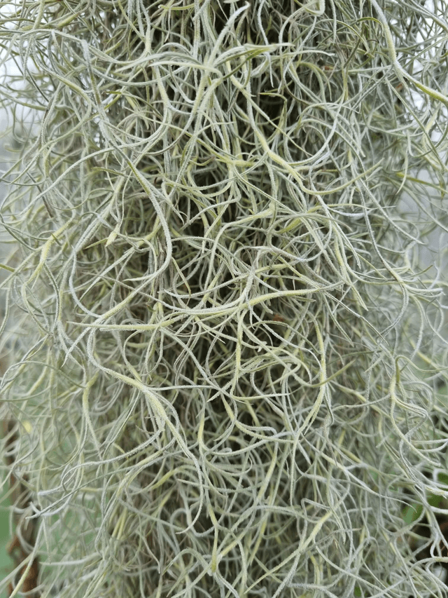 Tillandsia usneoides vert feuilles épaisses