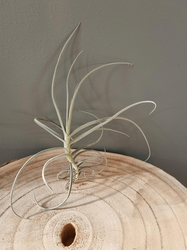Tillandsia Mother Lode (duratii x crocata)