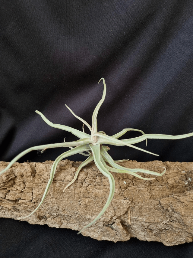 Tillandsia reichenbachii