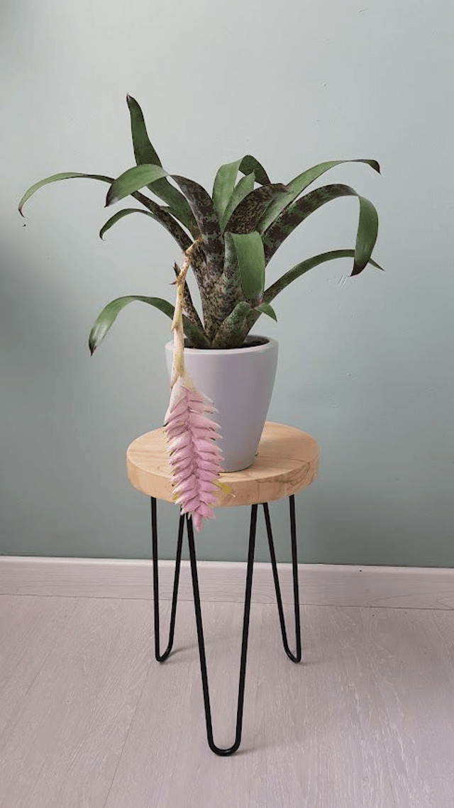 Vriesea Lacy 