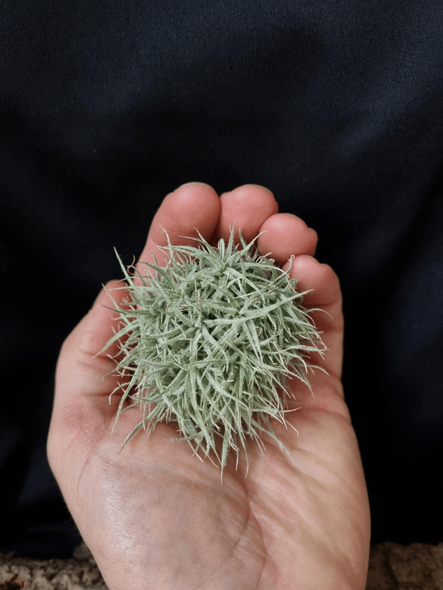 Tillandsia tectorum mini boule