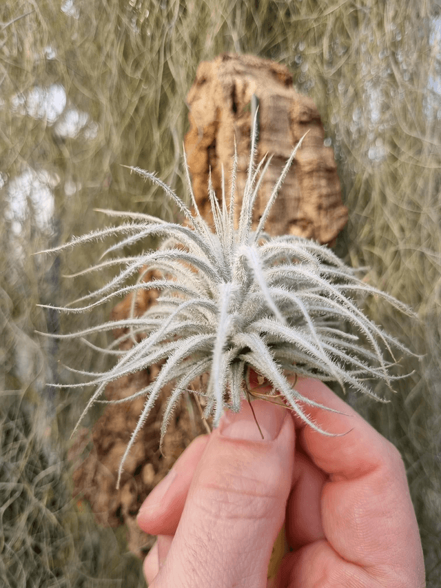 Tillandsia tectorum Snow
