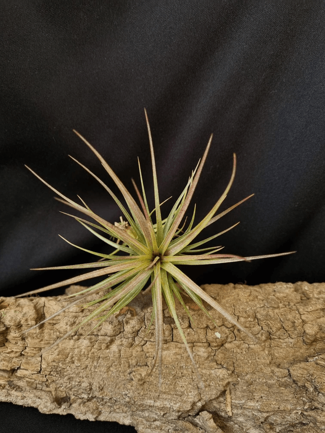 Tillandsia caulescens