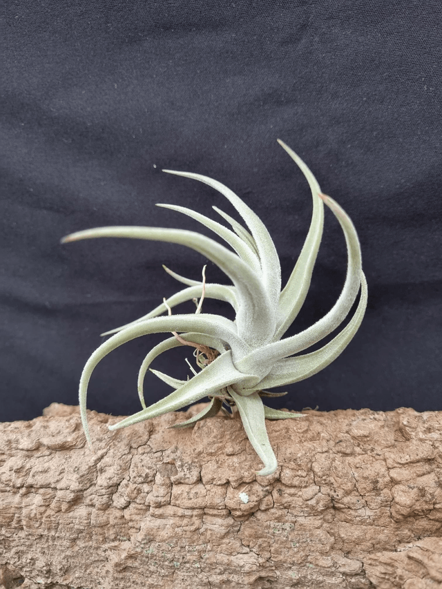 Tillandsia xiphioides