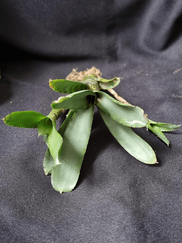 Neoregelia Akeso