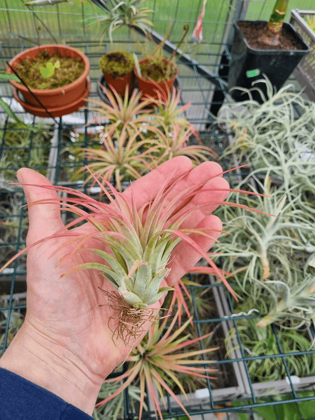 Tillandsia Victoria Red Splendor