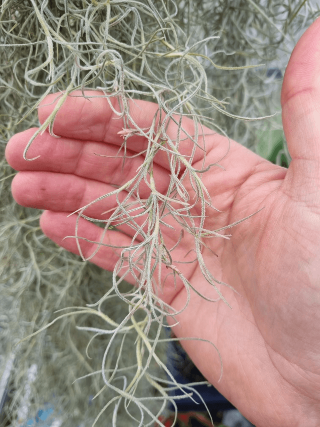 Tillandsia usneoides vert feuilles épaisses