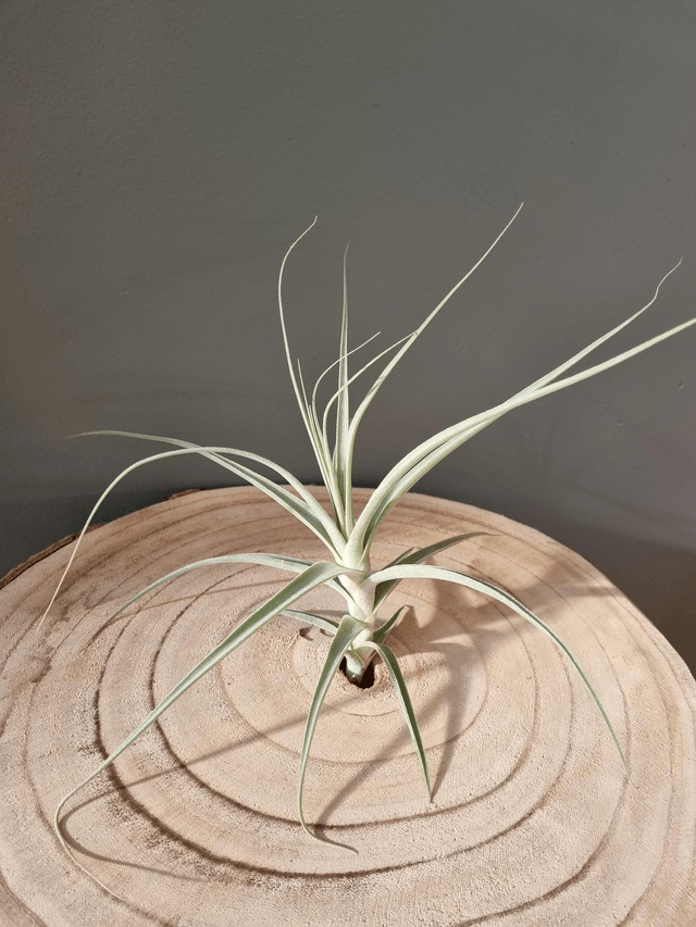 Tillandsia Capricorn (caerulea x straminea)