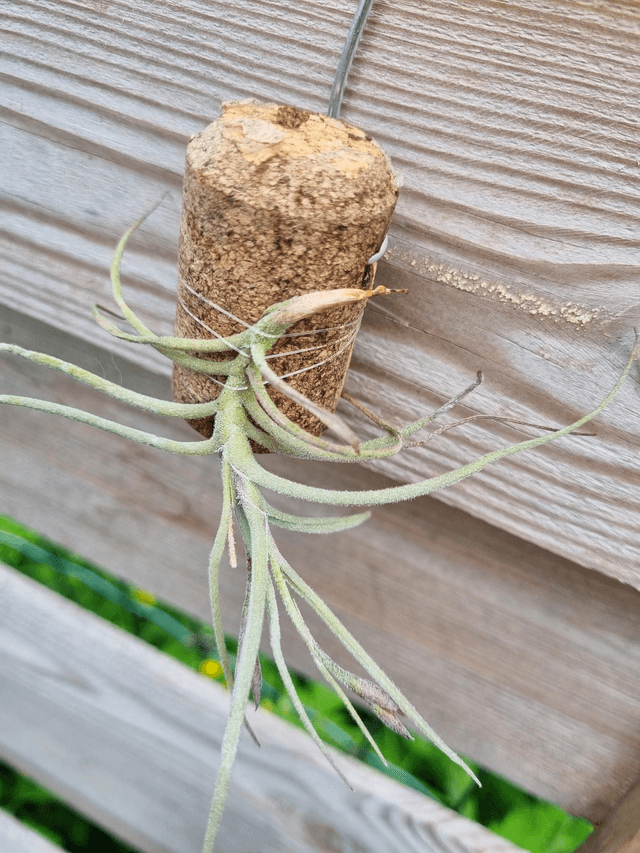 Tillandsia recurvata à fleur jaune 