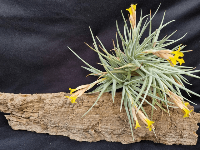 Tillandsia jucunda