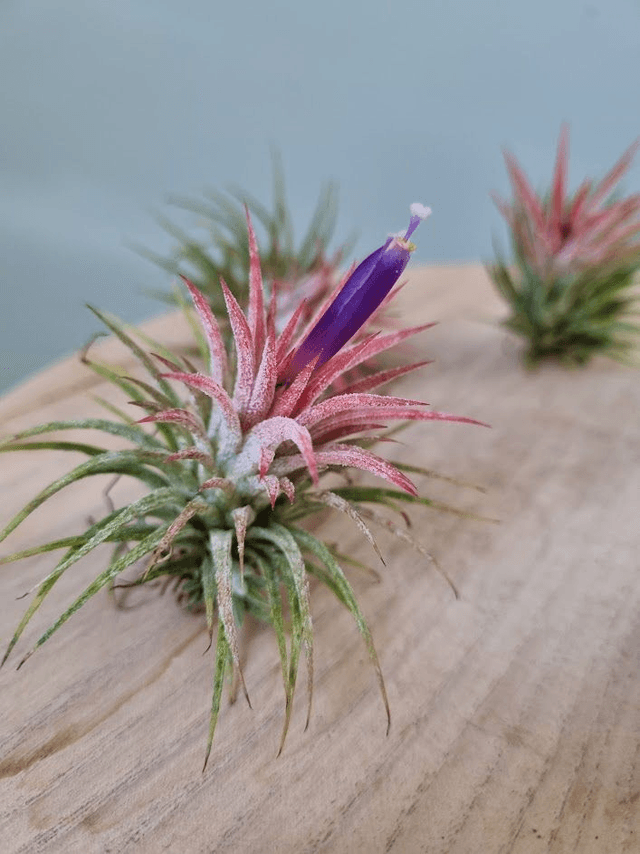 Tillandsia ionantha huamelula