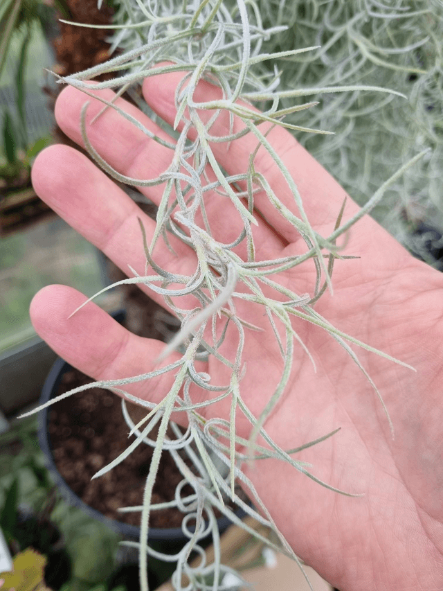 Tillandsia usneoides argenté feuilles épaisses