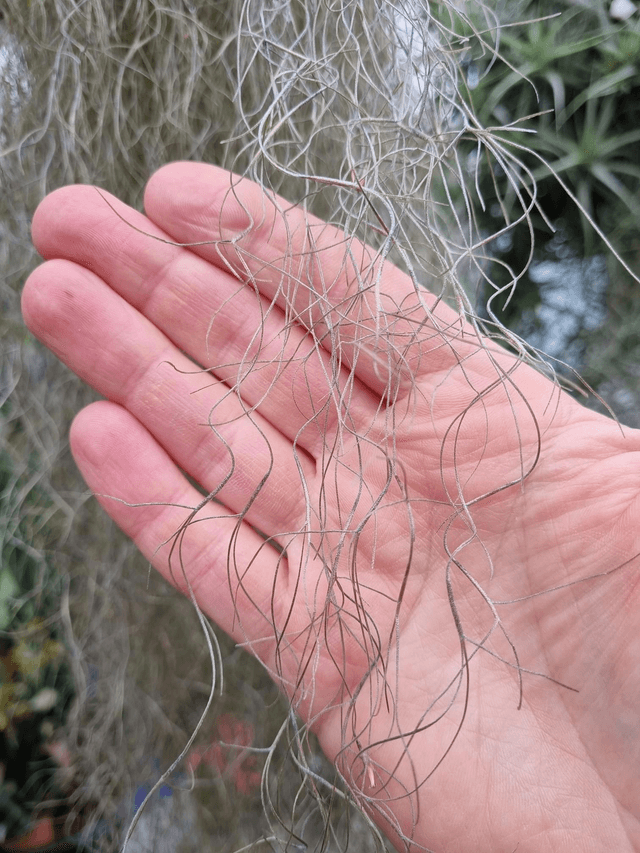 Tillandsia usneoides vert feuilles fines