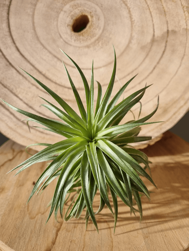 Tillandsia Rosy Gem (neglecta x striata) 