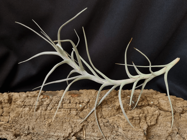 Tillandsia diaguitensis