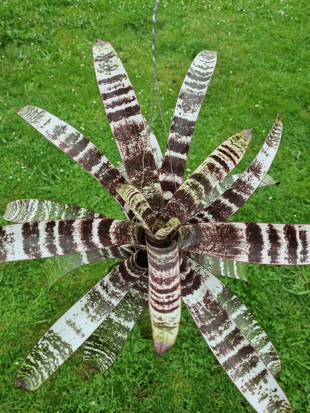 Vriesea Red Chestnut