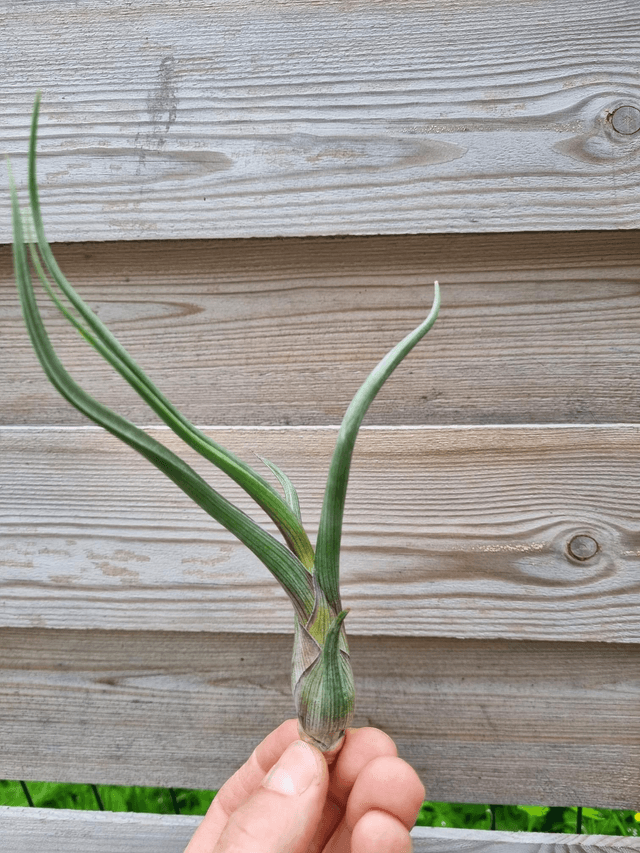 Tillandsia pseudobaileyi