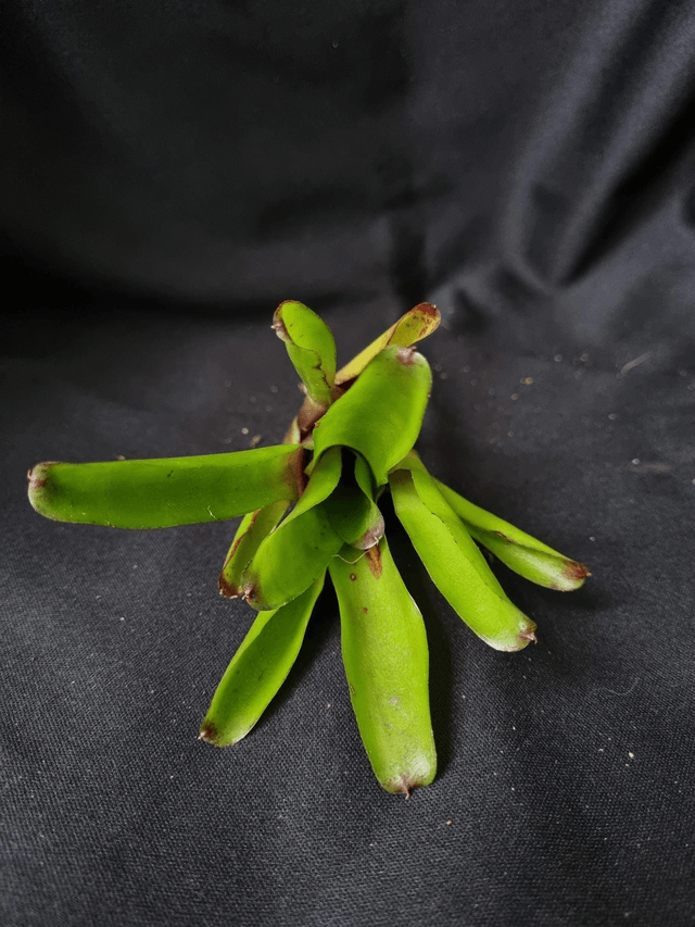 Neoregelia Ajax
