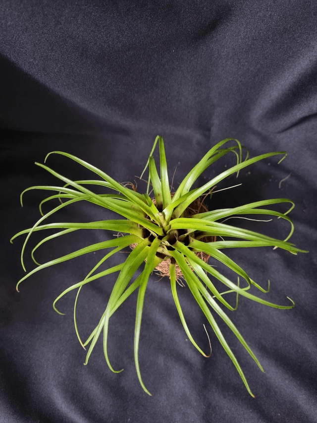 Vriesea correia araujoi