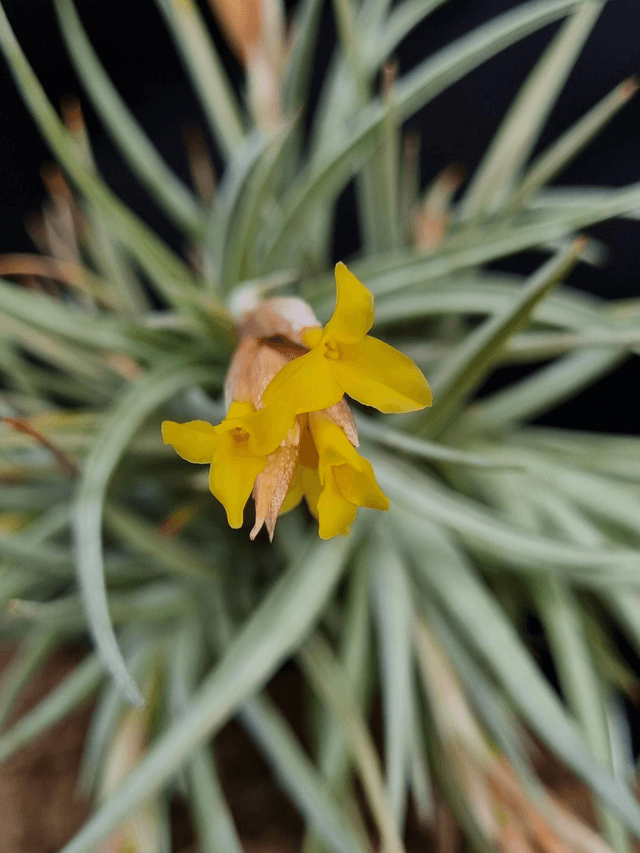 Tillandsia jucunda