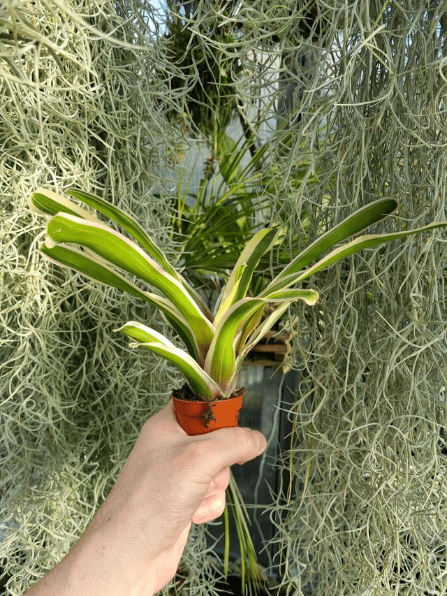 Neoregelia Fireball panaché