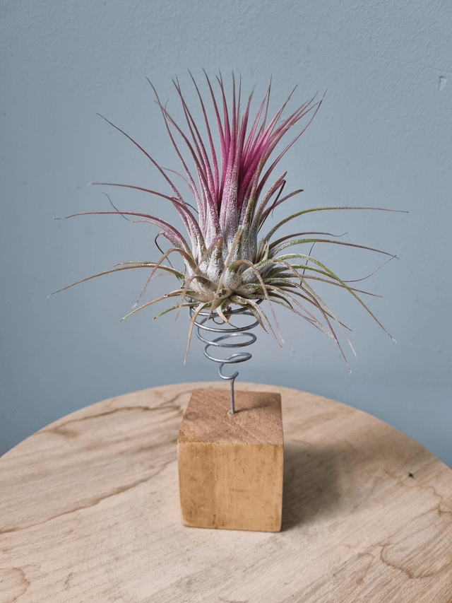 Support en bois pour Tillandsia
