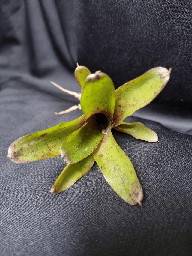 Neoregelia Mephisto