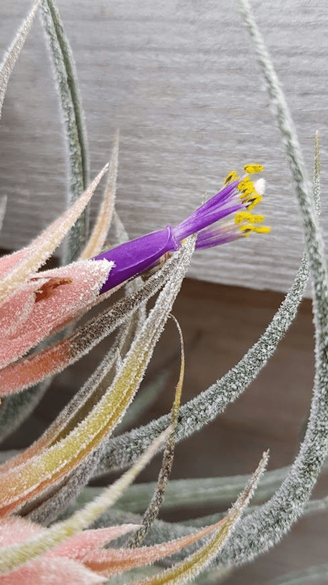 Tillandsia pruinosa