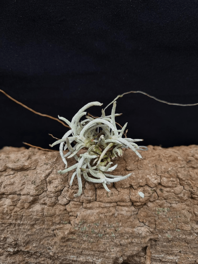 Tillandsia mollis