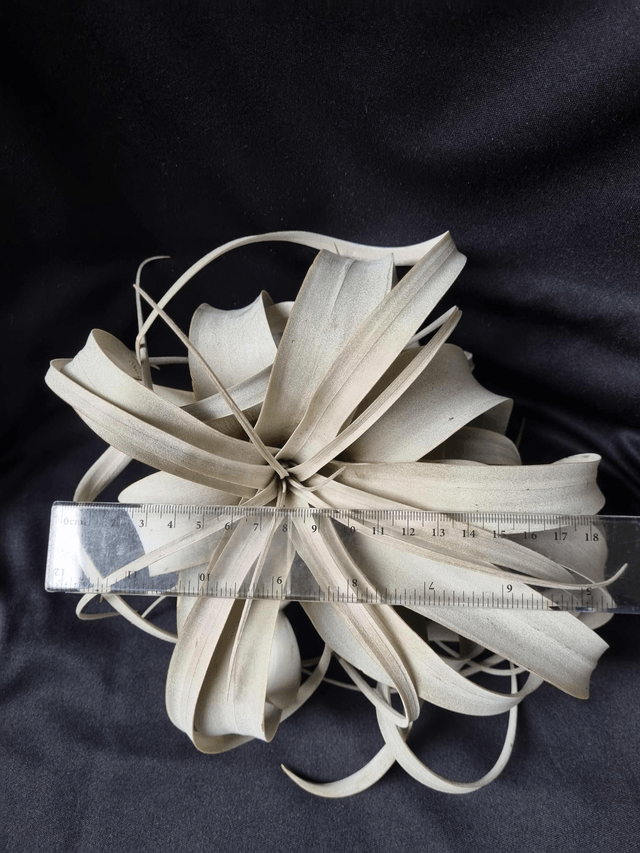 Tillandsia xerographica M