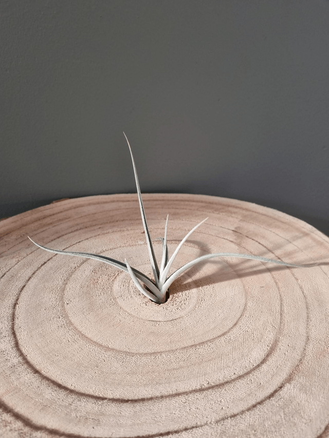 Tillandsia Holm's Sunlight (crocata x ixioides)