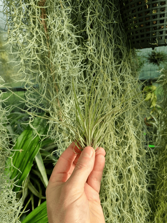 Tillandsia floribunda